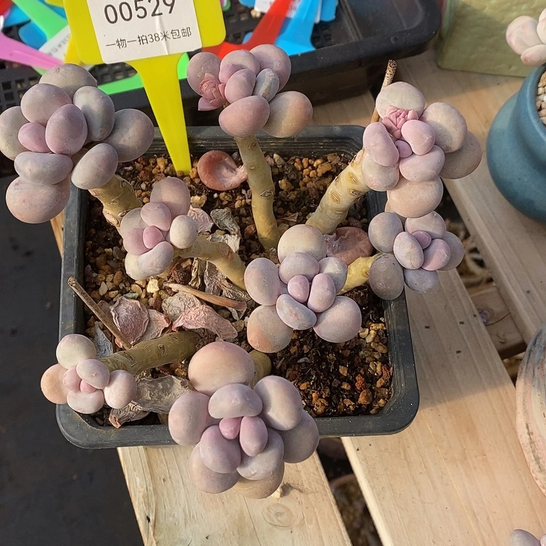 529 余人姐姐咯哩咯哦哦哦哦