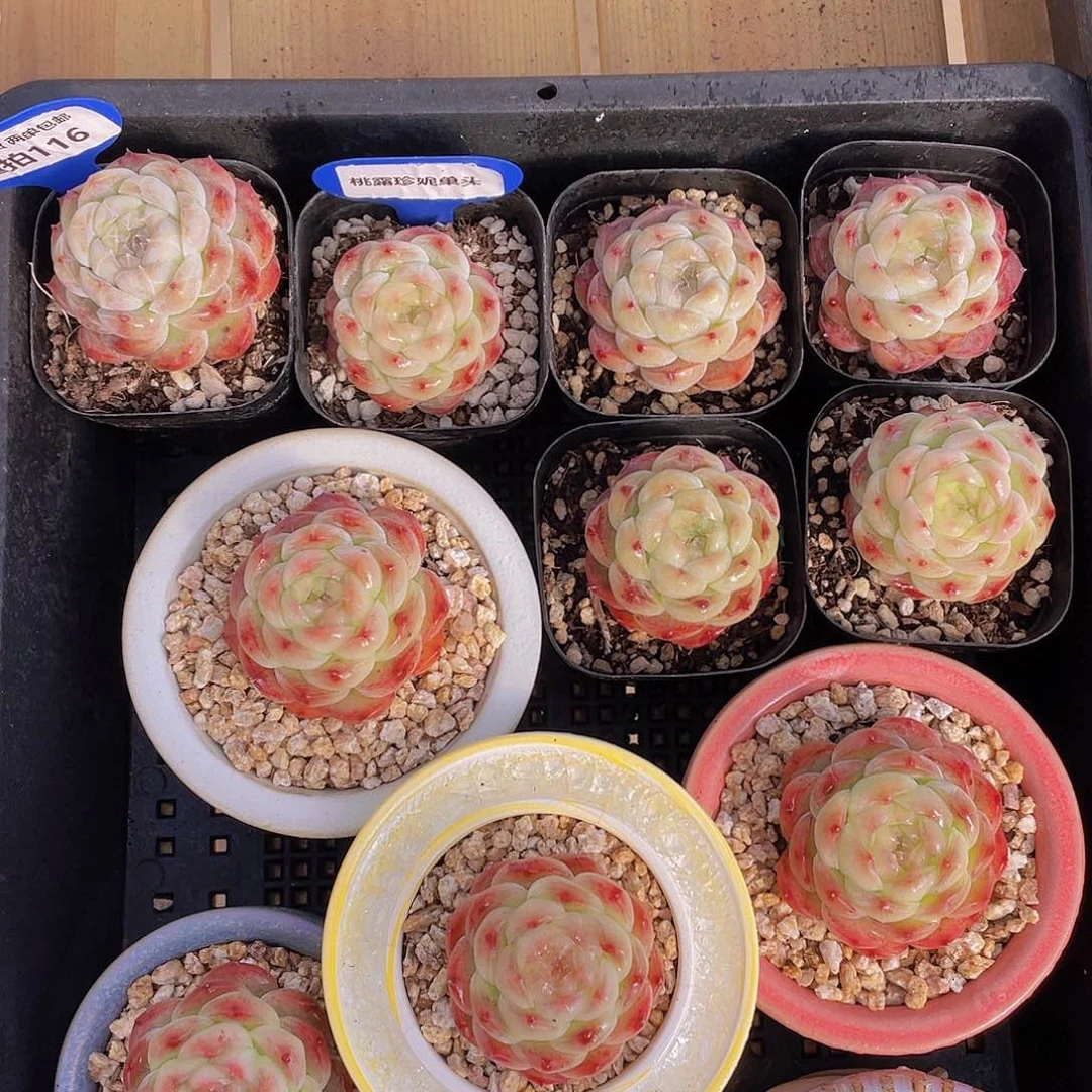 量拍116号 桃露珍妮单头一个