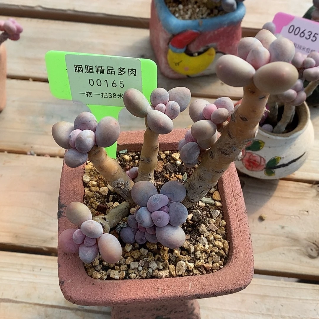 165投诉哦魔芋我的