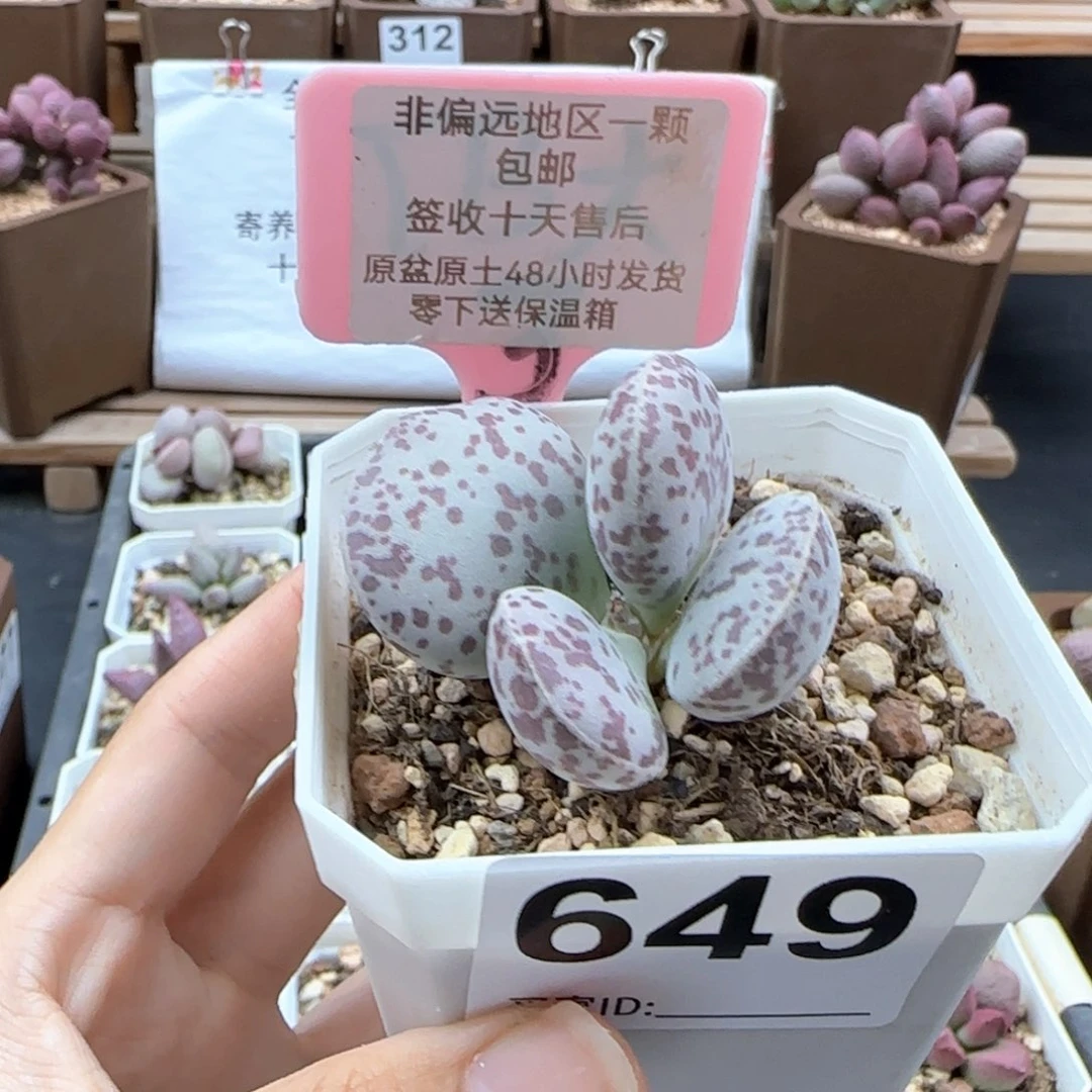 649巨型花旦多肉