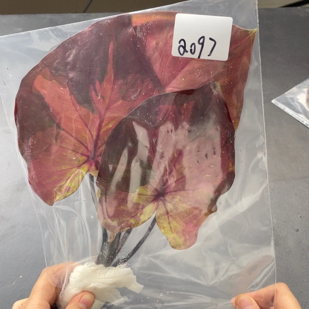 无花朵日光q097袋装