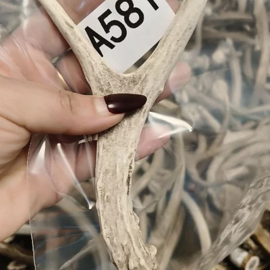 大***斗鹿角鹿角鹿角鹿角鹿角