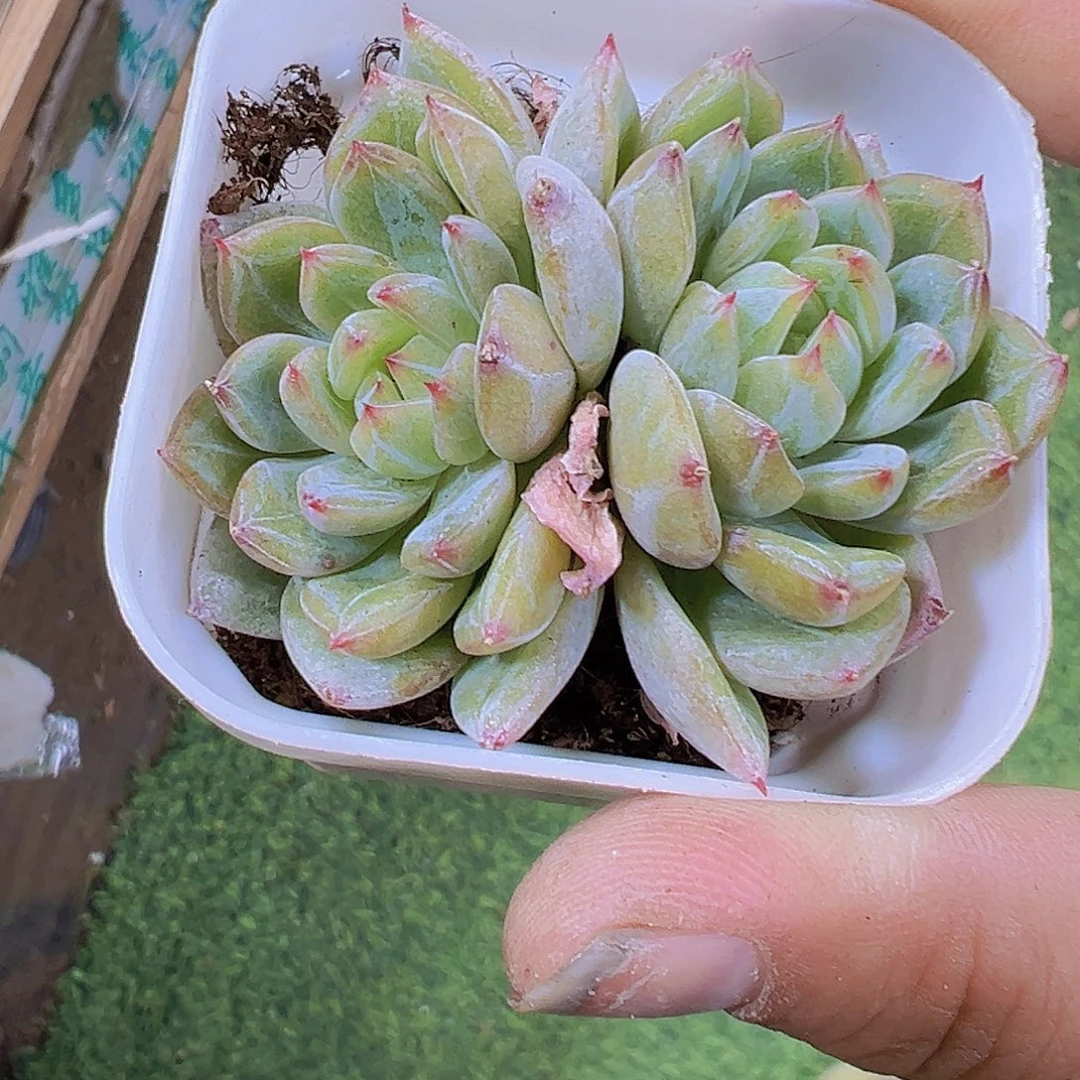 6.5厘米盆双头雪花珍妮19包邮