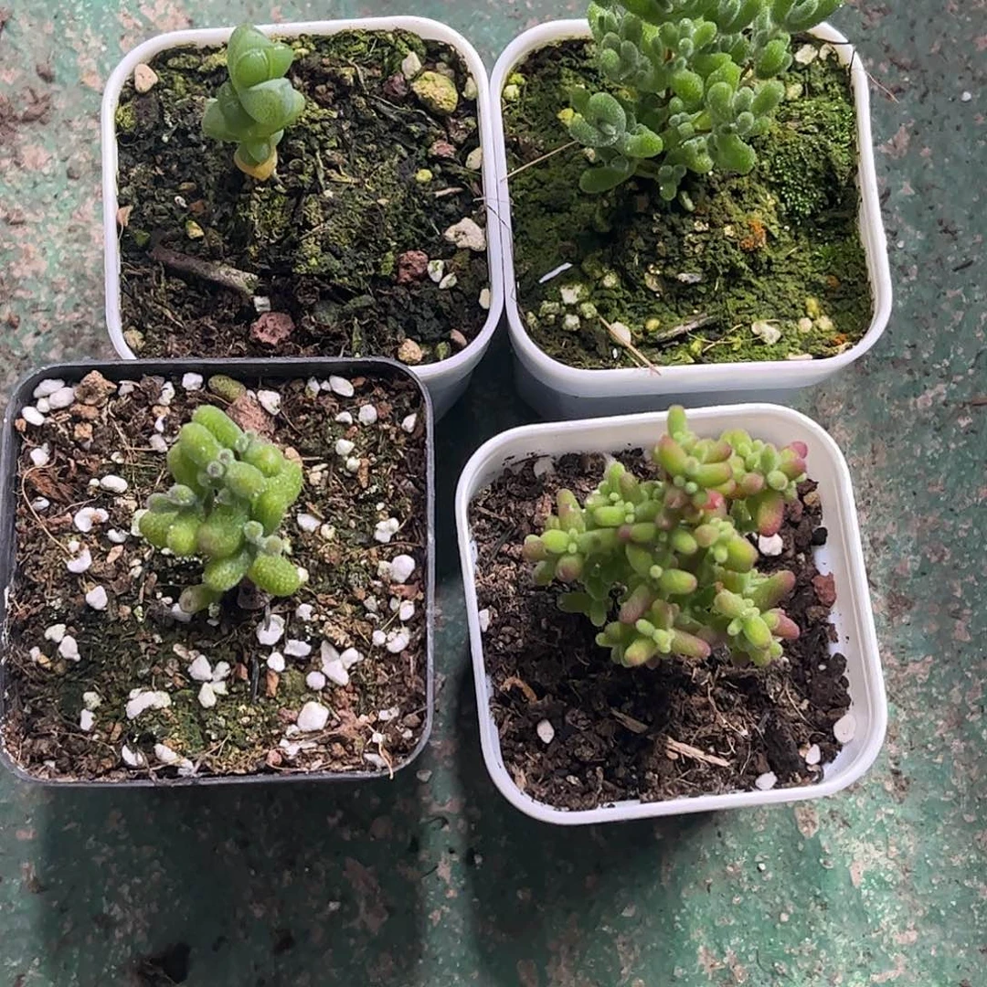 Y***H新手套餐6颗组合优选