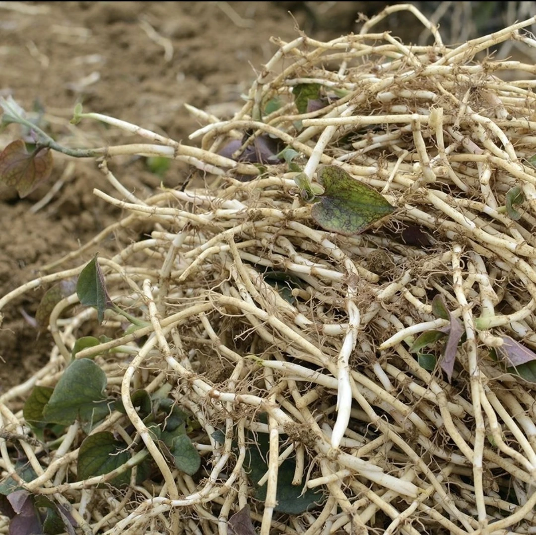现挖新鲜带泥折耳根鱼腥草嫩根可凉拌炒腊肉的爽口蔬菜