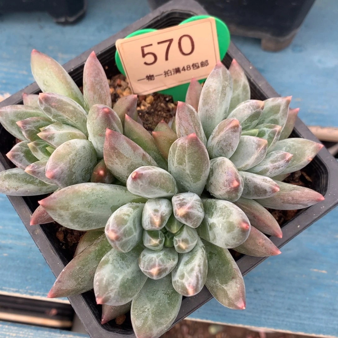 重楼无砍一物一拍570