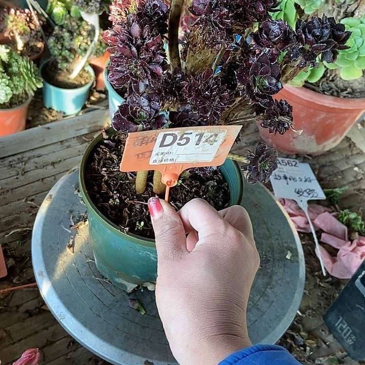 十***年D790D514黑法师缀化老庄老员工