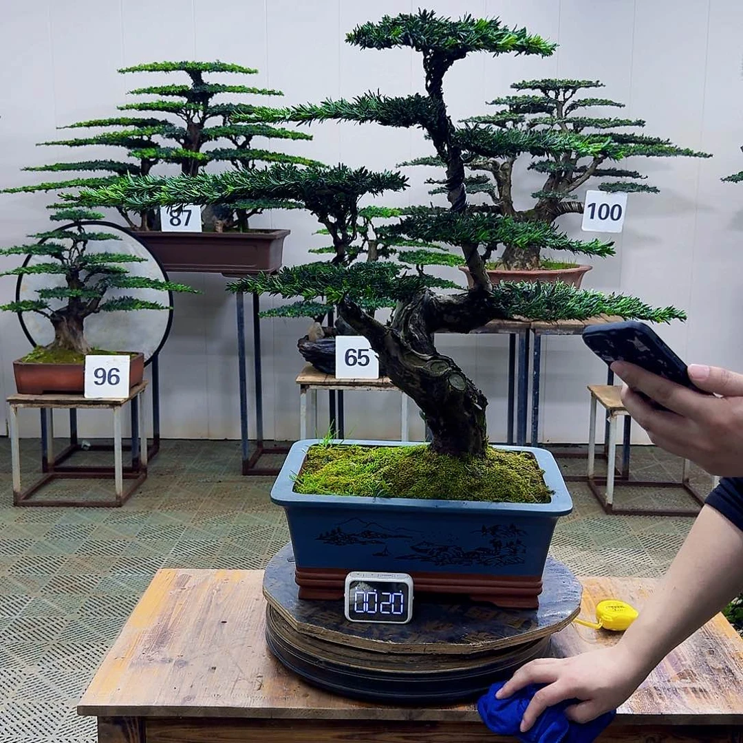 无花朵米叶罗汉松造型盆景