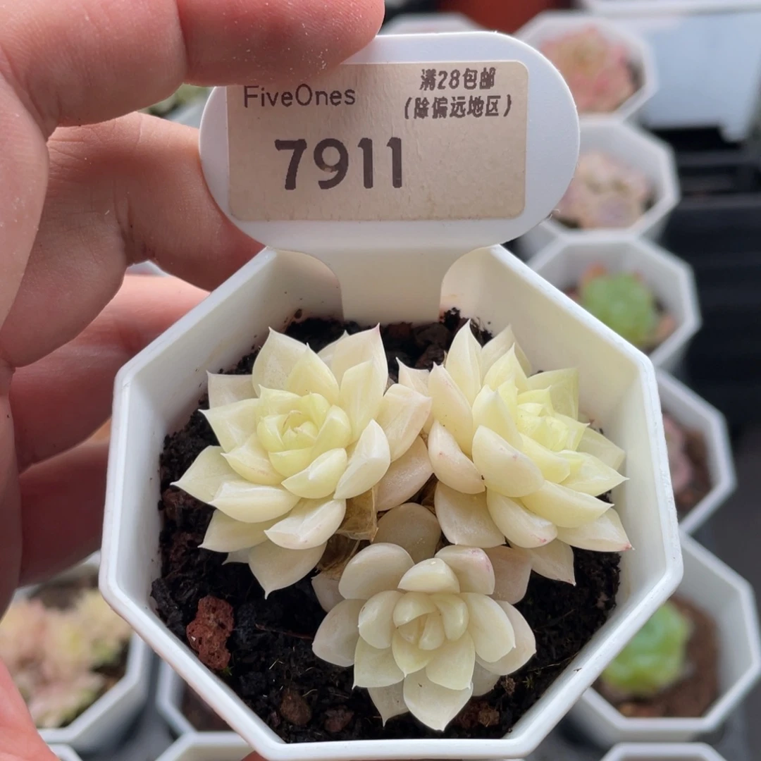 白天鹅7911-5.5厘米