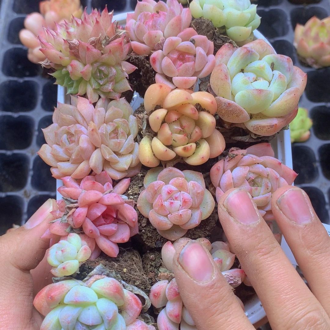 我要去买东西看你的064