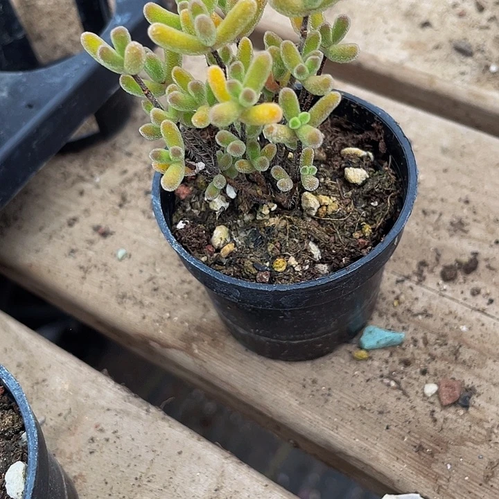 小星星枝干3.8带盆土