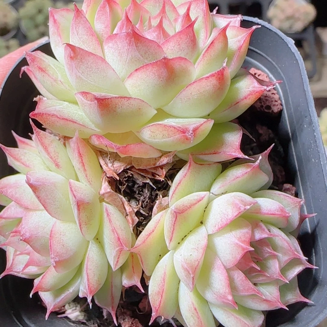 花语逸镜1027-266女王