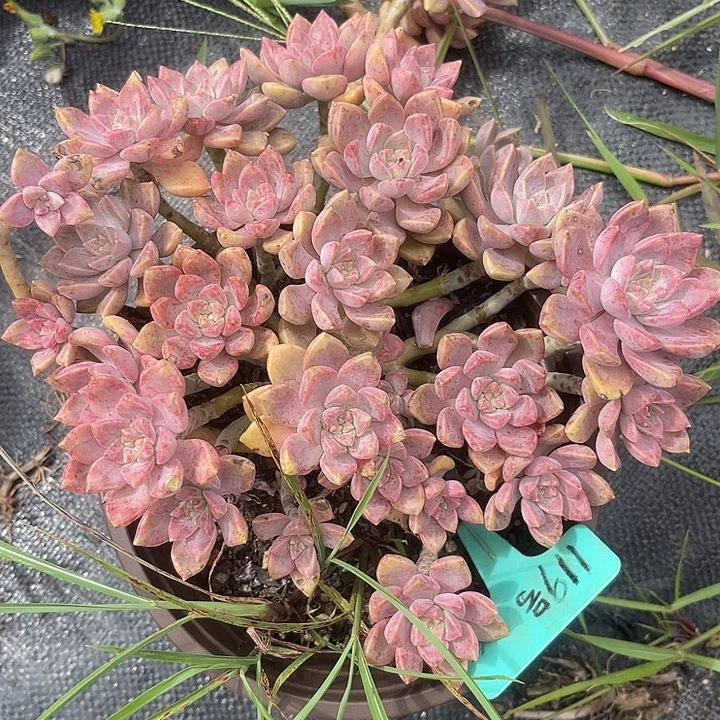 晨语多肉，一物一拍119