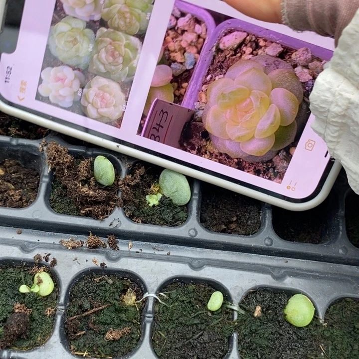 风花雪月843芽苗一个多肉