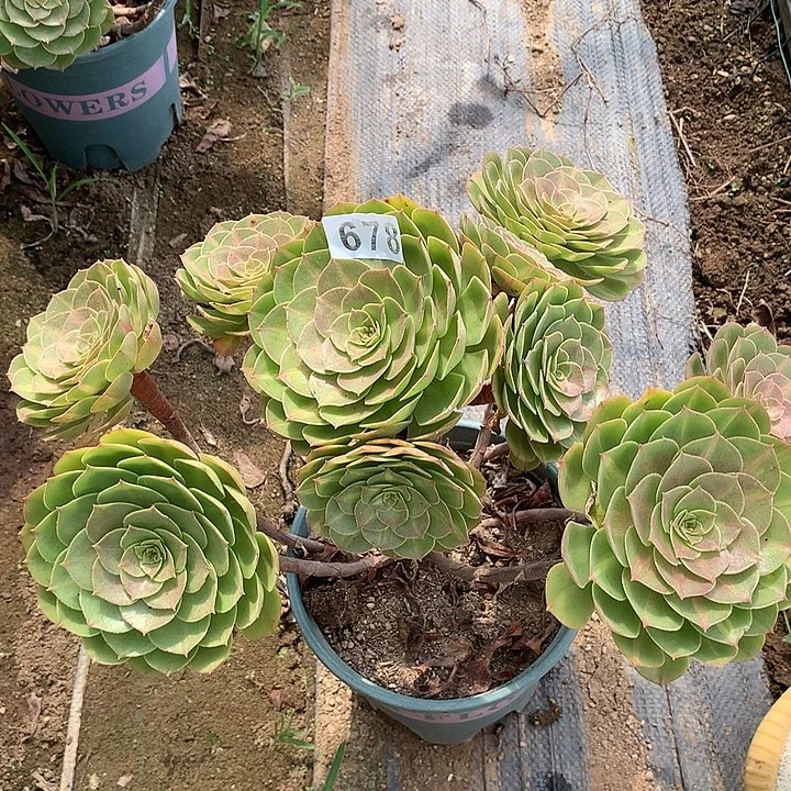 多肉植物倾城中斑678号