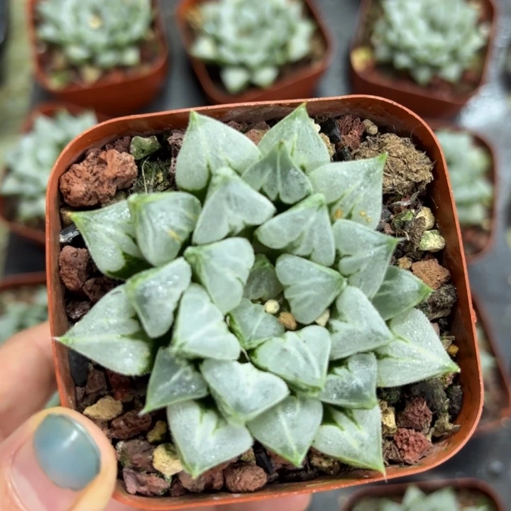 爱心寿原盘多肉植物