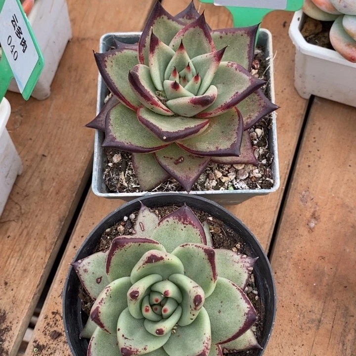 D097- 直播福利 乌木两颗