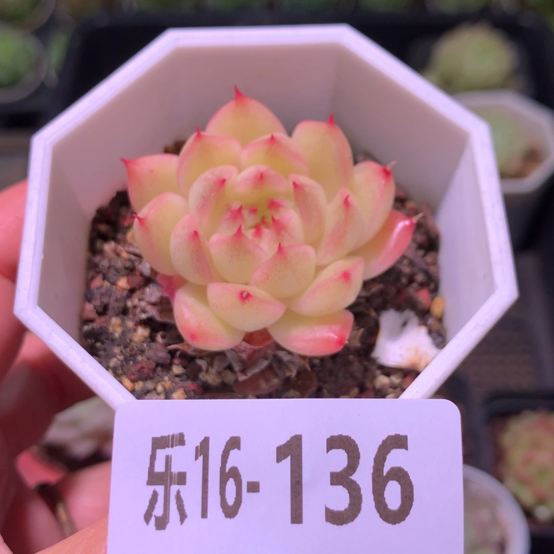 乐然16-136 海王单头