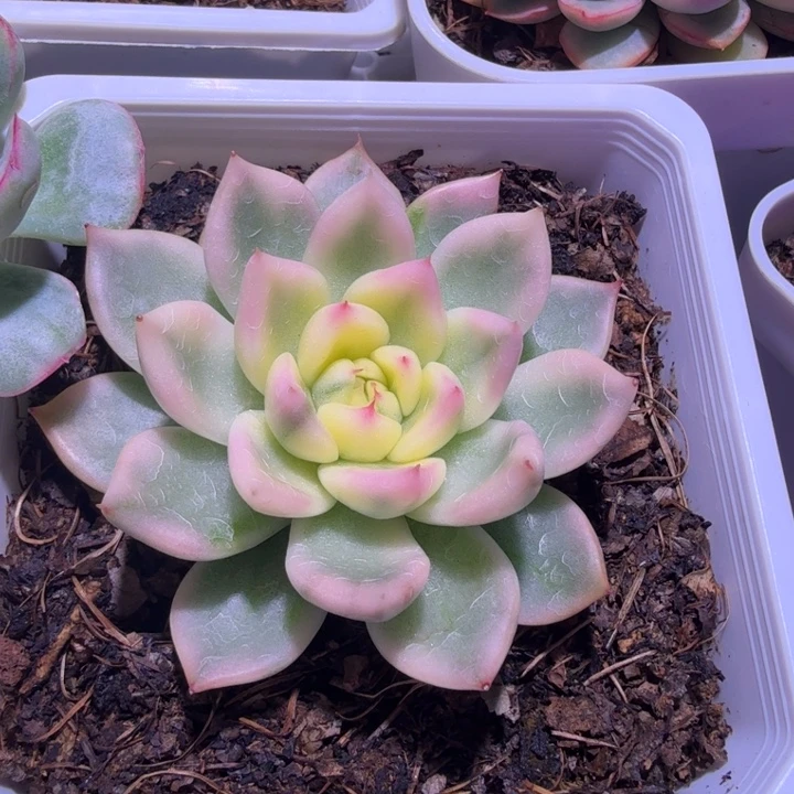 梦里锦多肉植物一物一拍