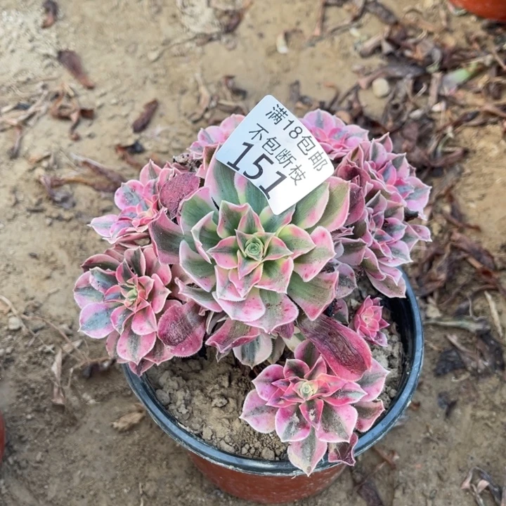 151粉女巫小手捧2