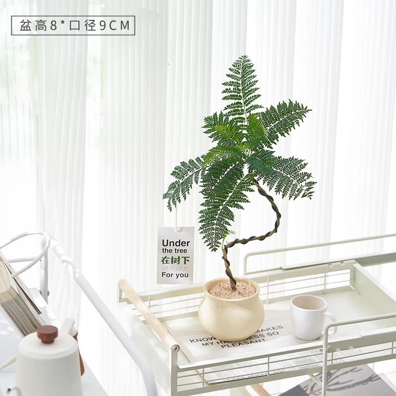 蓝花楹盆栽欧式ins绿植室内办公室阳台桌面花卉造型盆景网红款