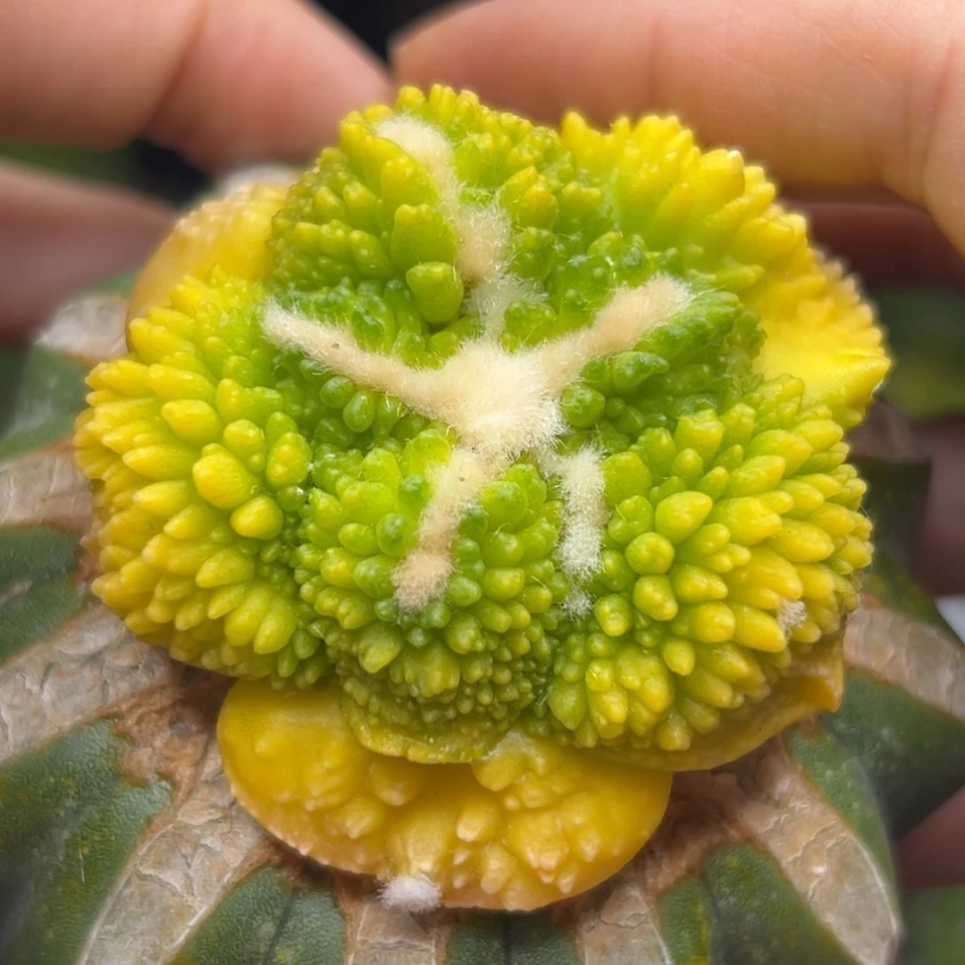 593 草球嫁接仙人球