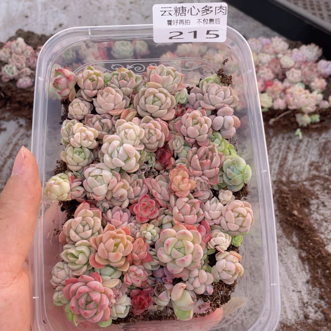 云糖心多肉植物215