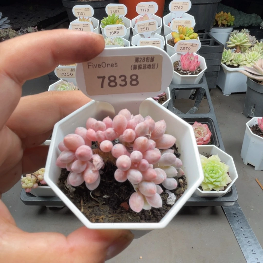 7838婴儿手指4.5厘米