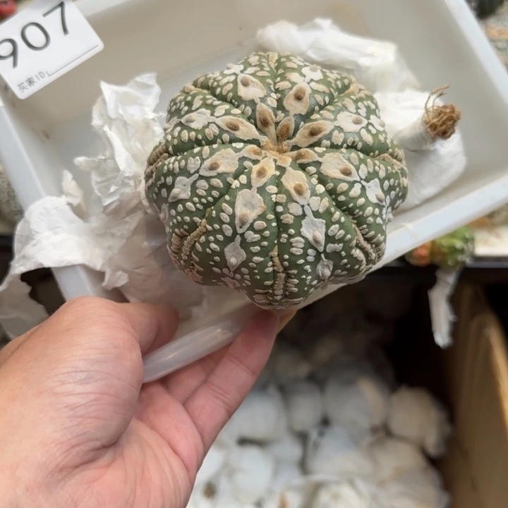 兜星球仙人球907号