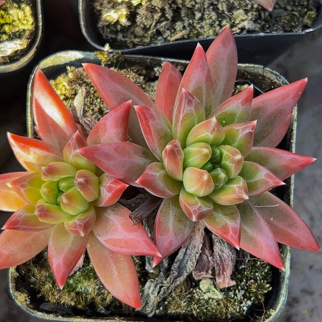 桔云多肉美人精品系列