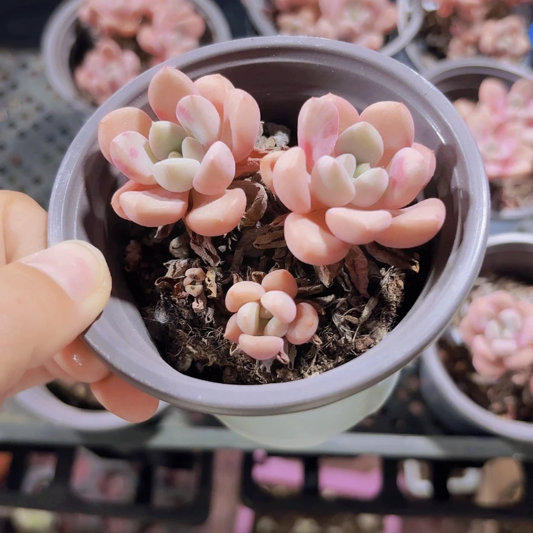 精品花斑鹿多肉植物