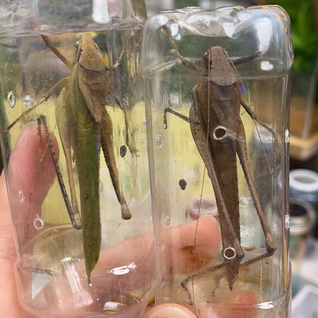 李***缘2条长须蛙坊哈哈哈哈