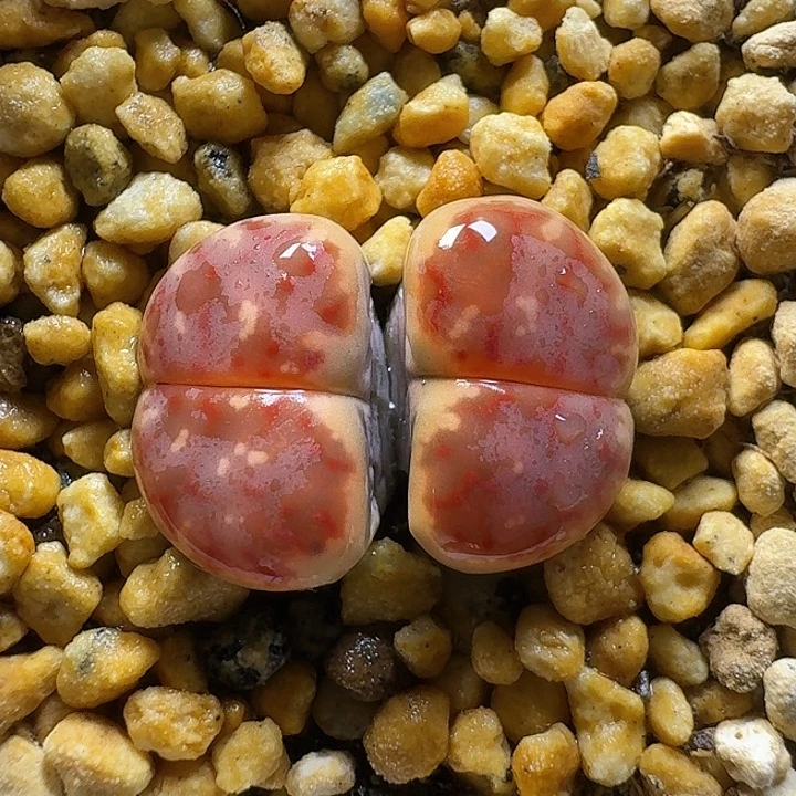 生石花1111122。   159