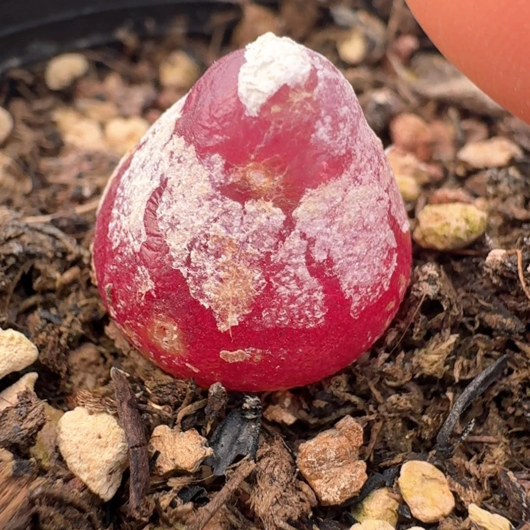 367灯灯带盆土发货0000