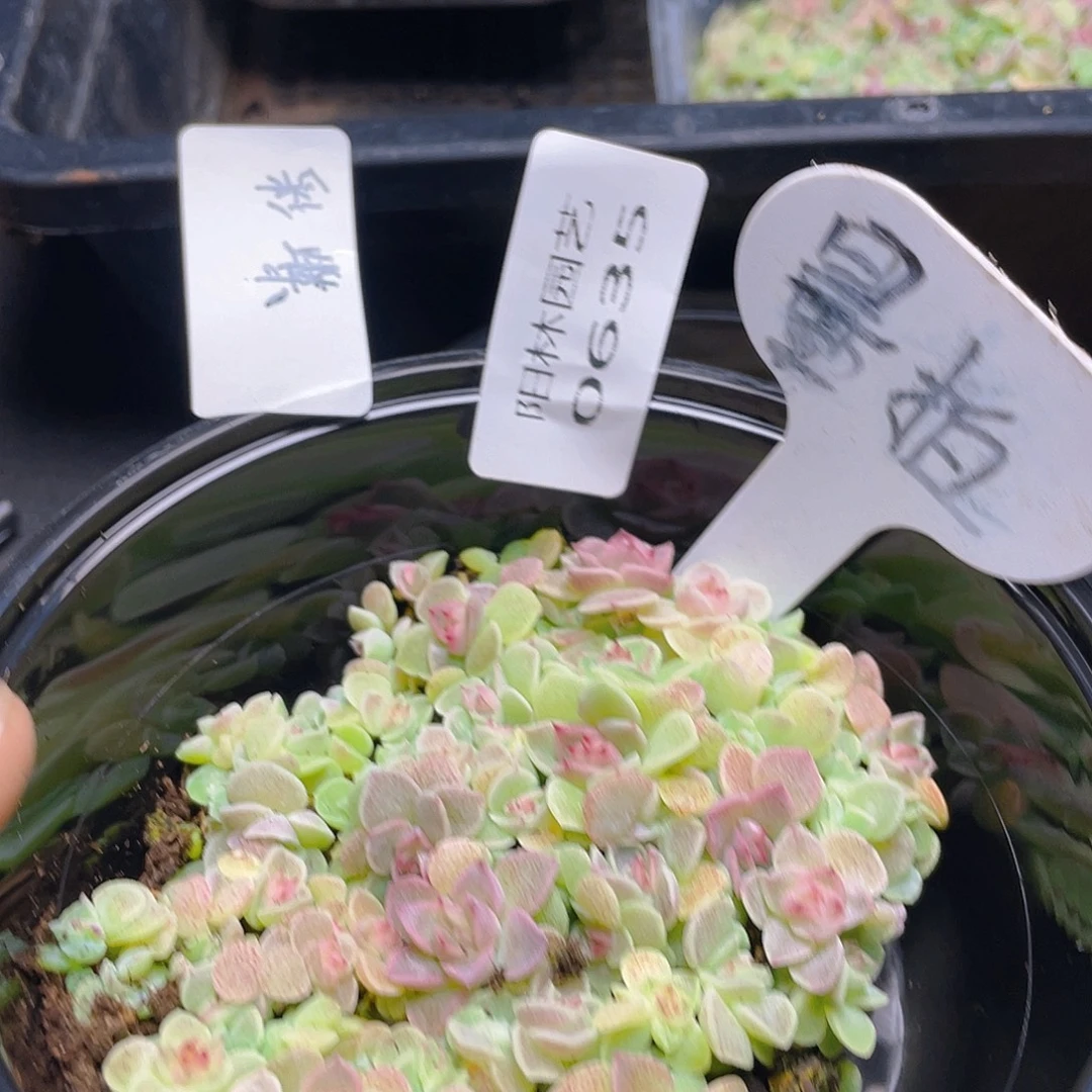 量拍多肉植物多肉植物635