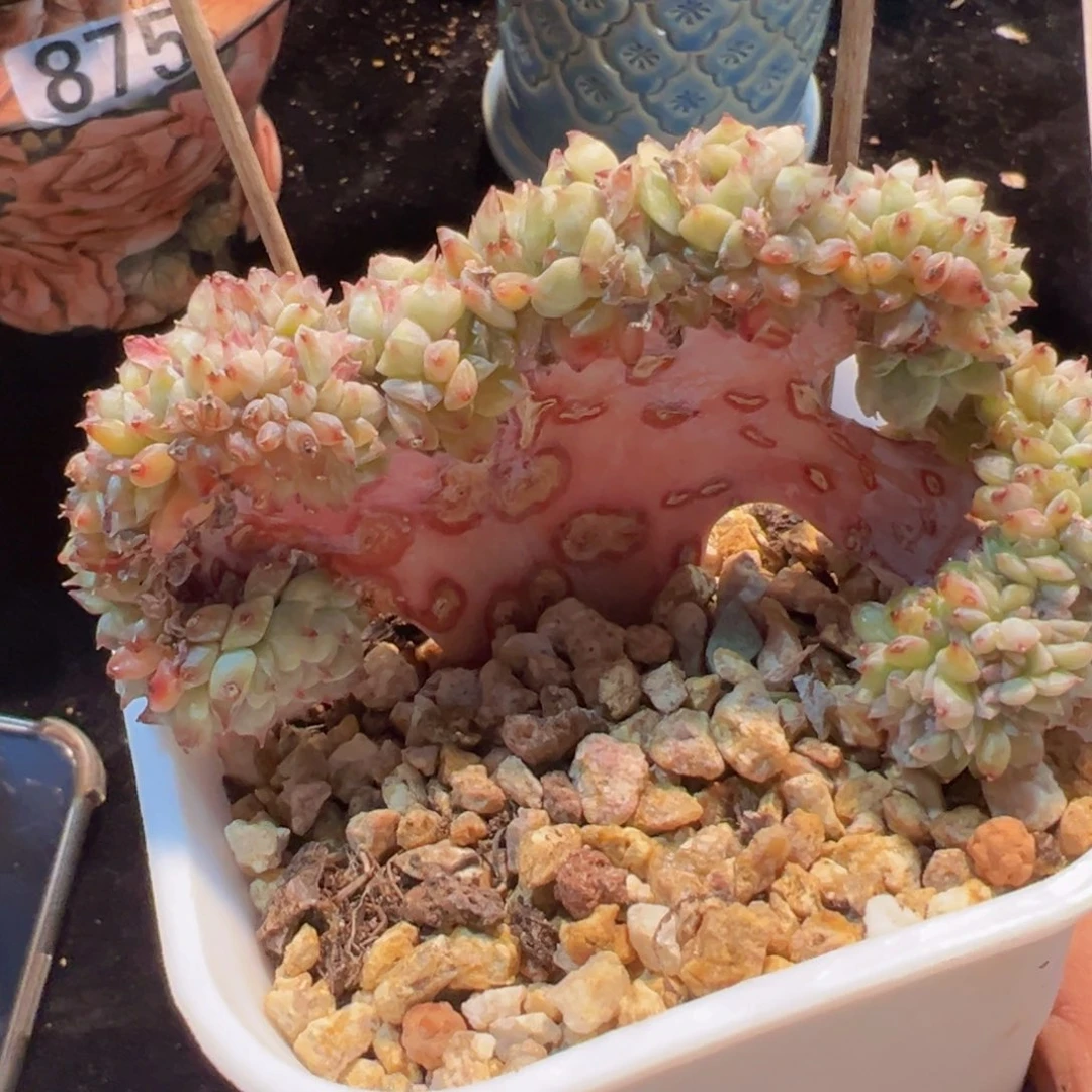 半*果新年快乐 新年快乐 新年快乐