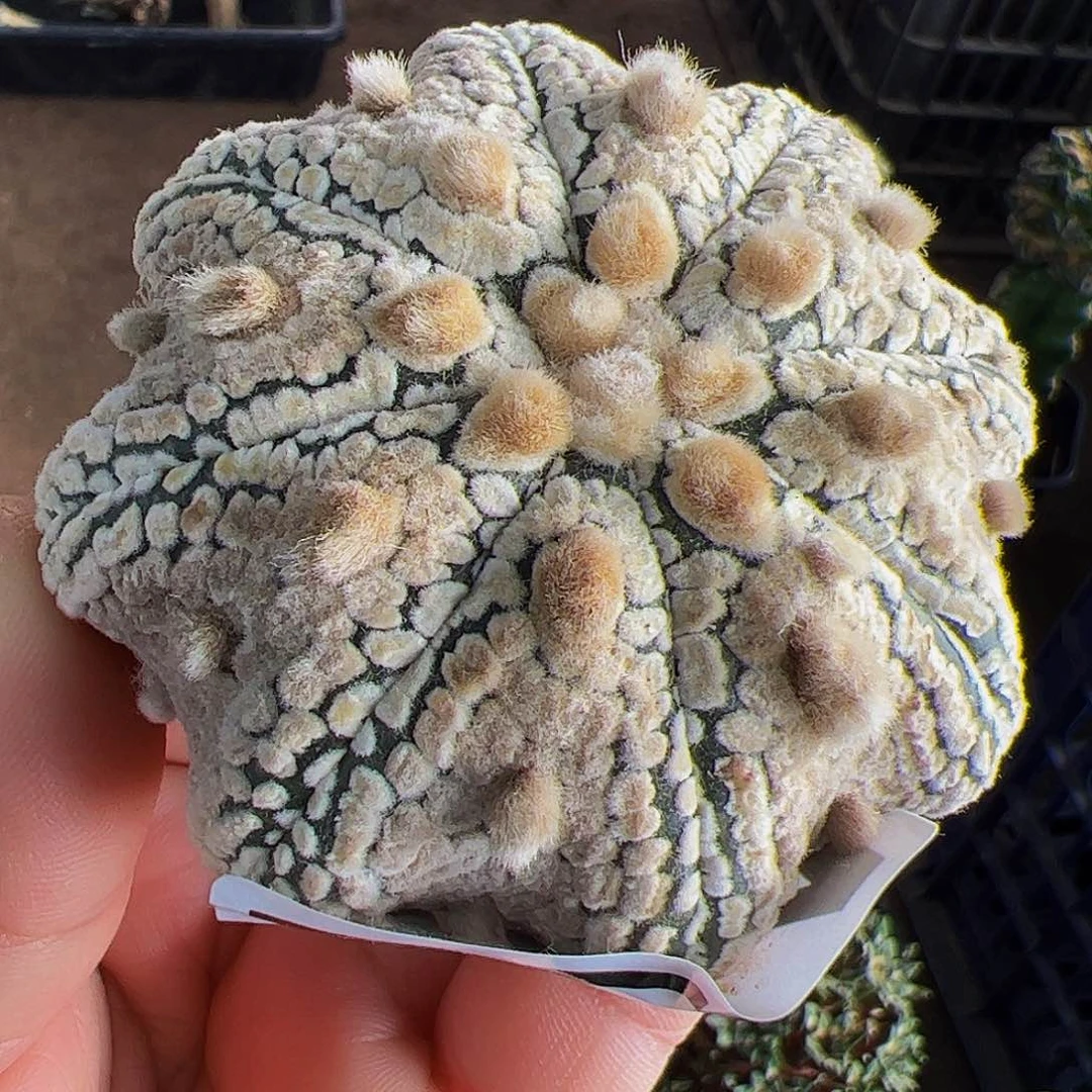 猫眼海星兜仙人球754