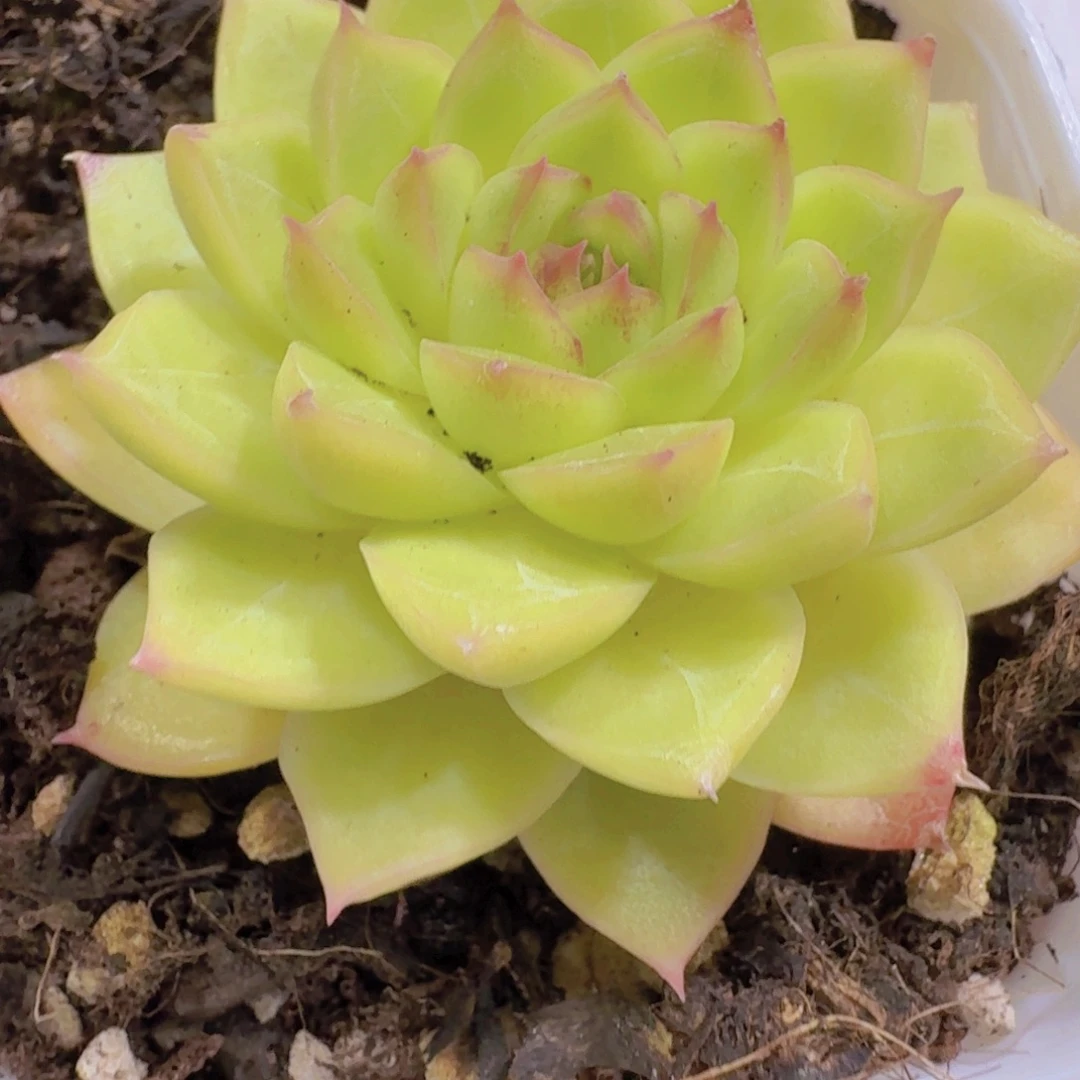 炫彩麦秆福利一颗