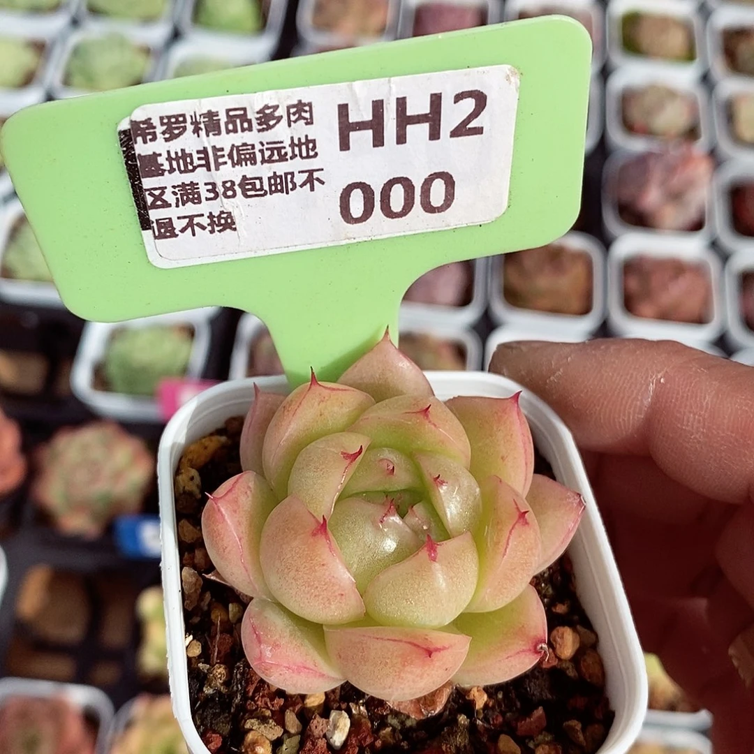 福利4-5cm多肉植物