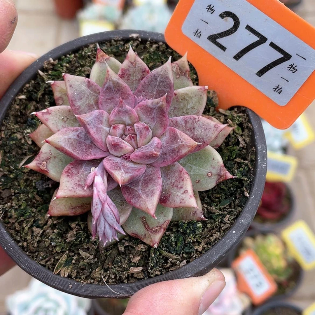 【闪购商品】277号