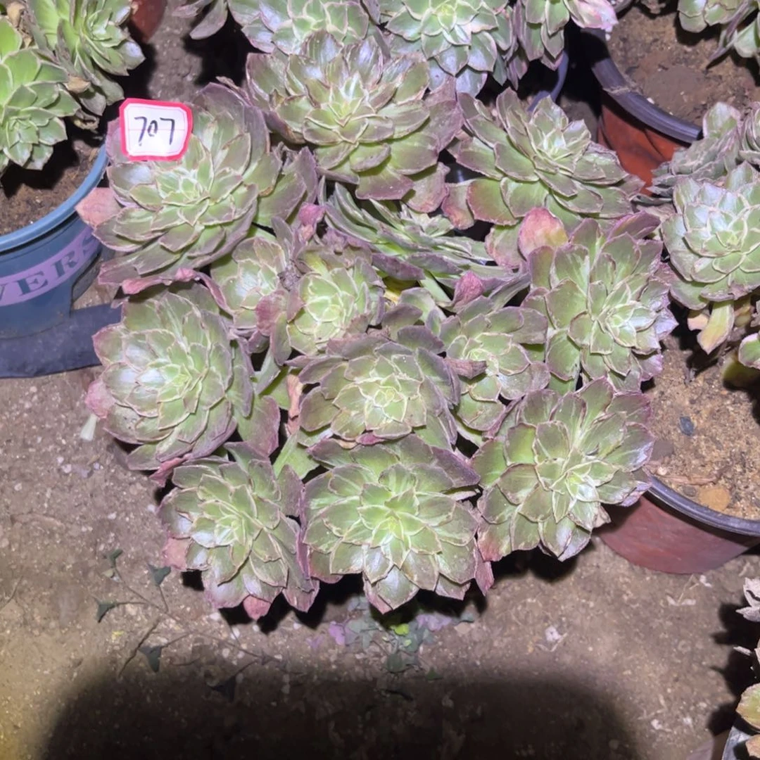 707多肉植物万花筒云南版