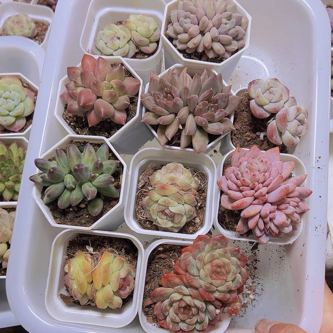 439一物一拍10盆双头