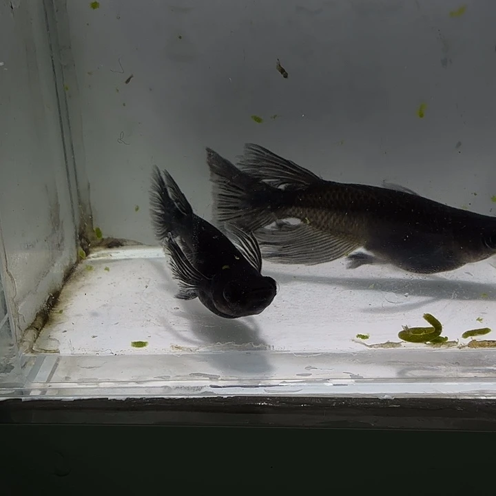 青鳉鱼一物一拍714