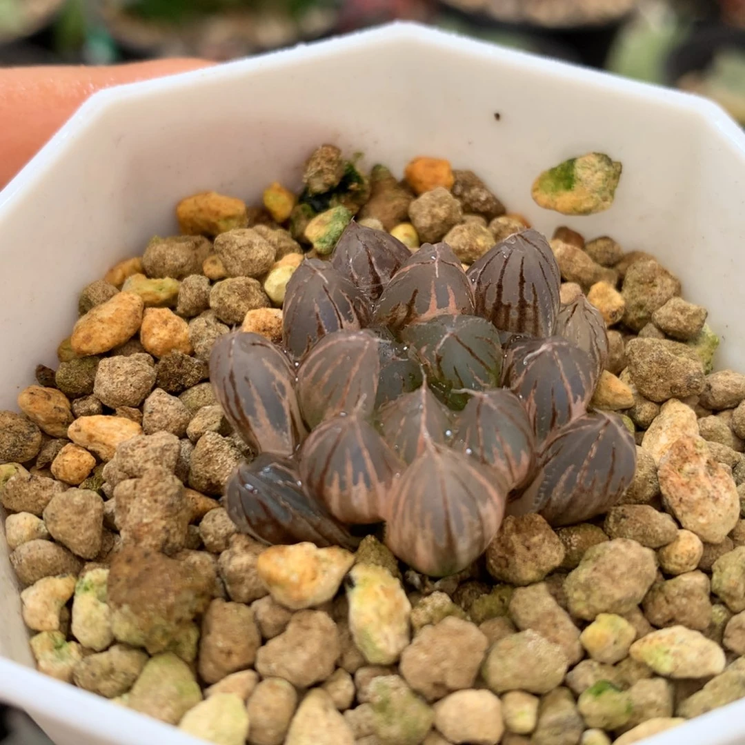霓虹灯玉露锦，带盆