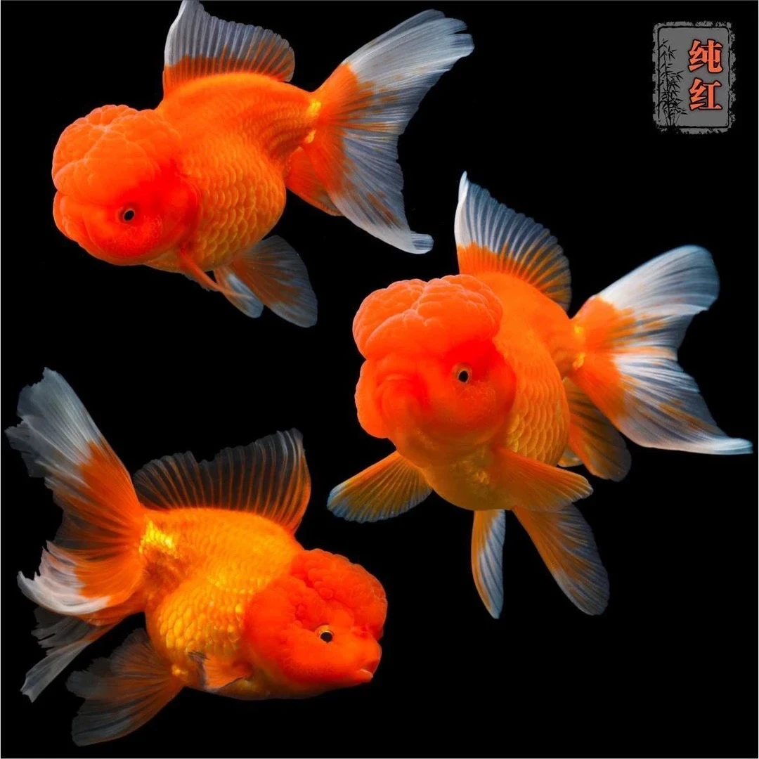 红狮头鸿运当头冷水淡水观赏小金鱼好养耐活新手小型鱼苗国粹金鱼