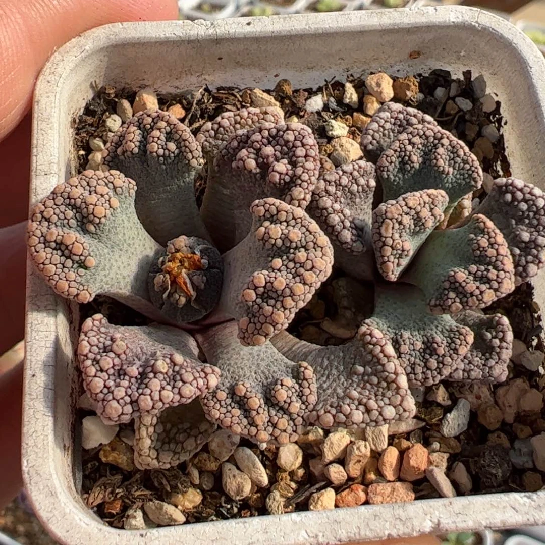 086多肉植物百科