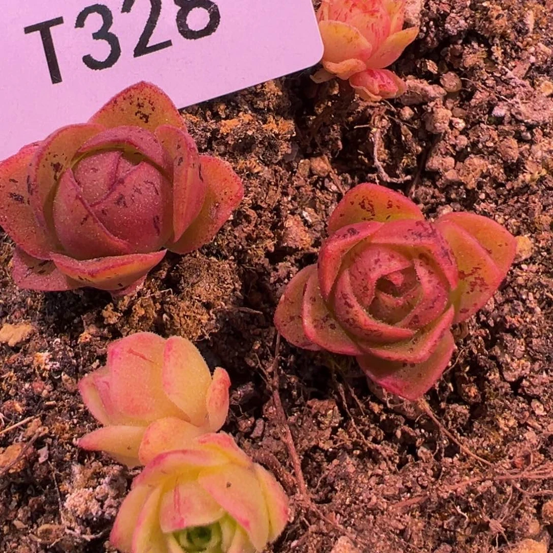 ❦****T328四个不知名福利min