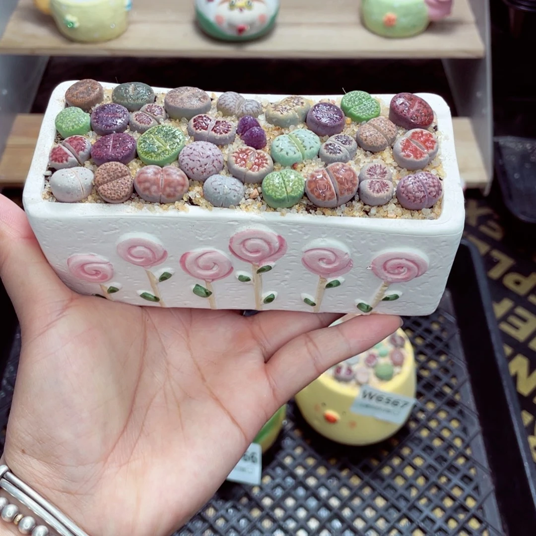 w6568 带盆土发货一物一拍