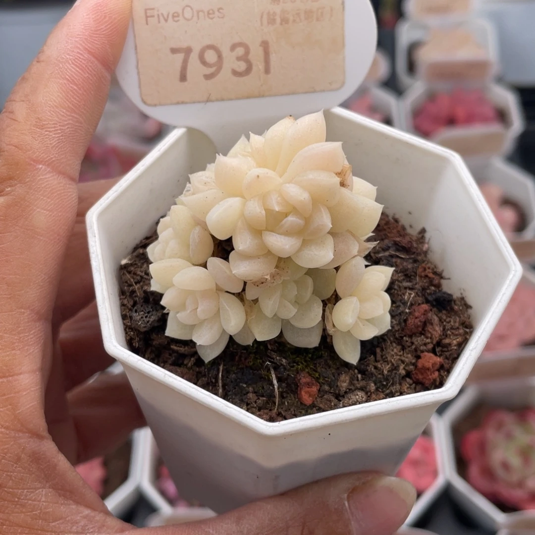 白天鹅7931-4.0厘米