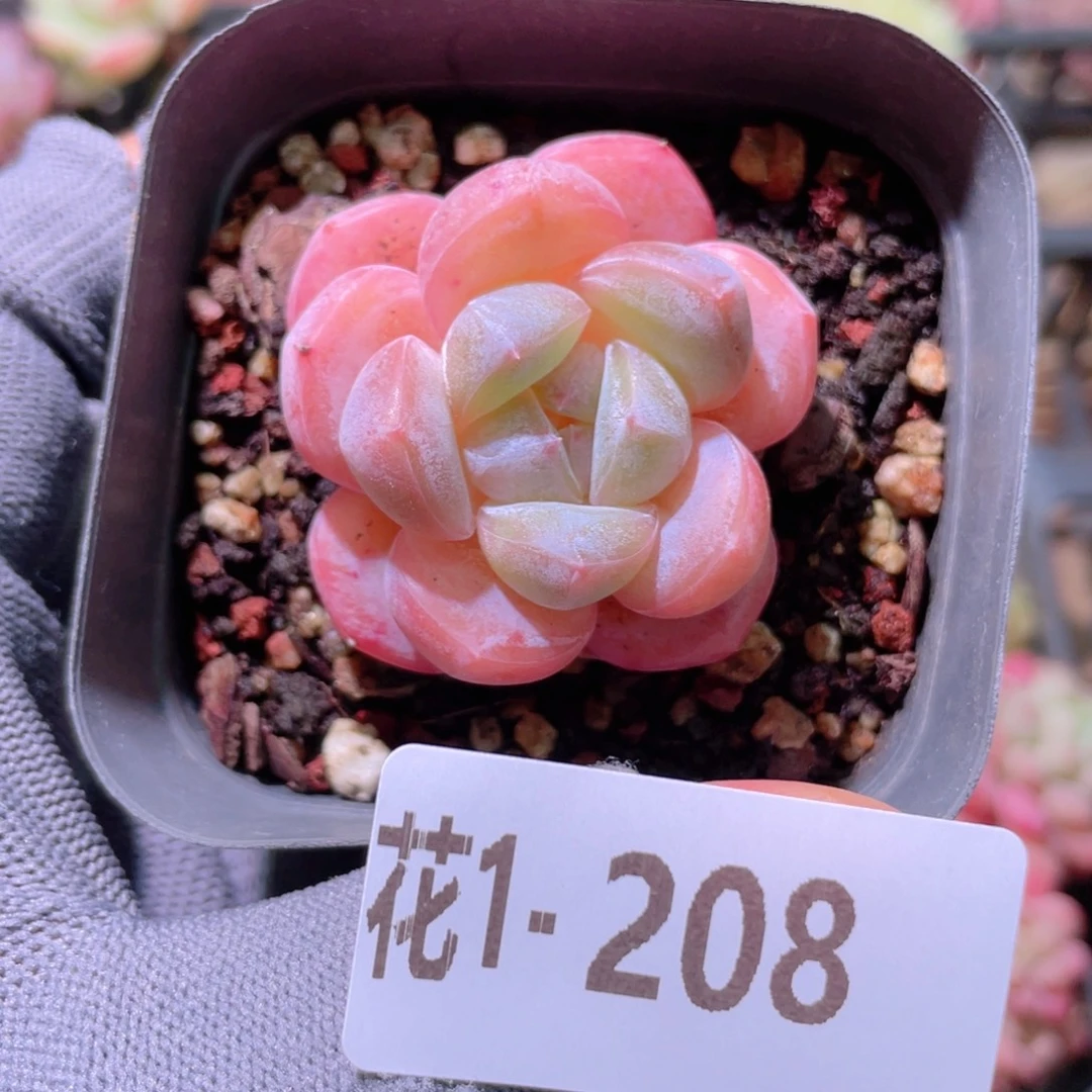 花利美 1-208冰糖